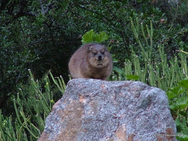 Dassie / Cape Hyrax