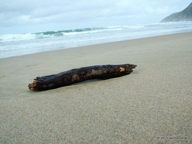 Driftwood