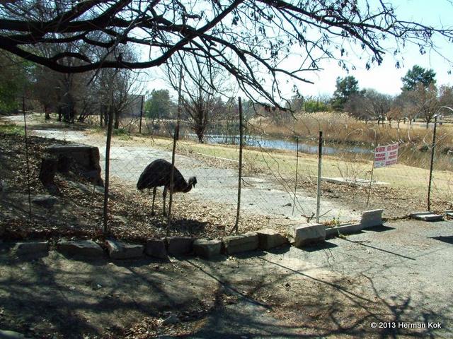 Emu behind fence