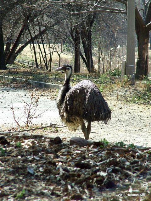 Emu