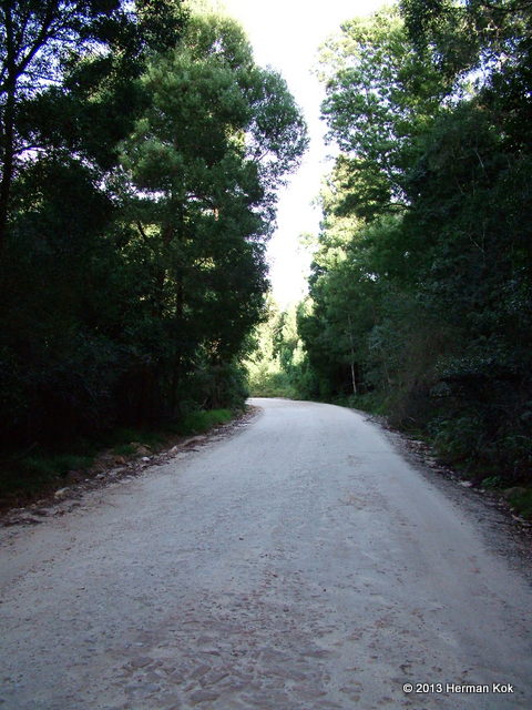 Forest road