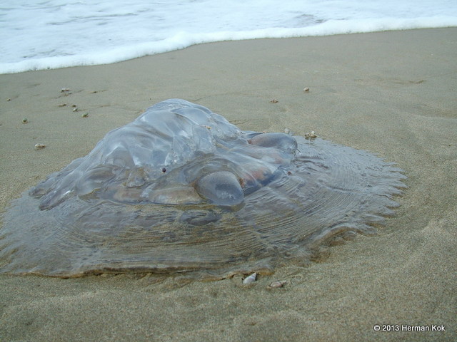 Jellyfish on the sand