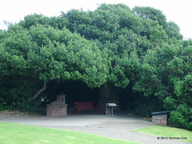 Mossel Bay post tree
