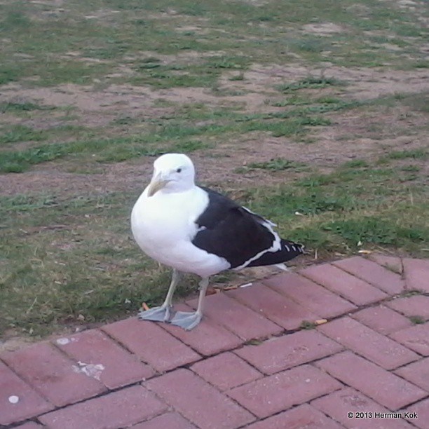 Seagull