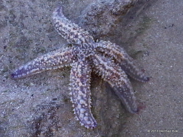 Common star fish