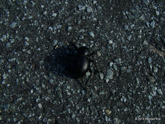 Toktokkie or darkling beetle