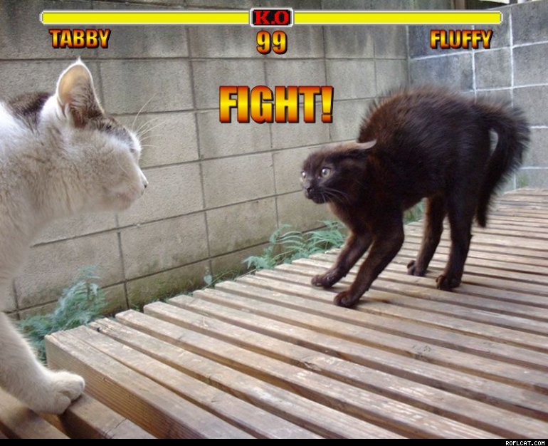 Cat_Fight_Round_One