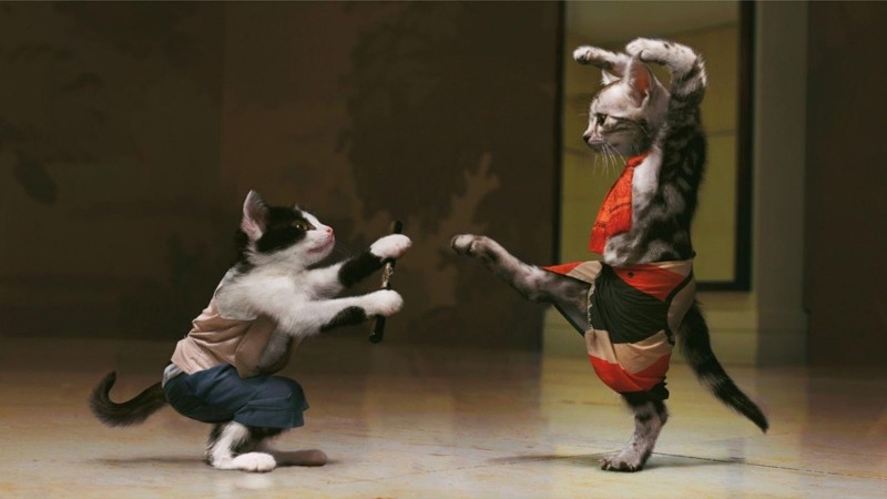 Funny-Animal-Cat-Fight-800x450