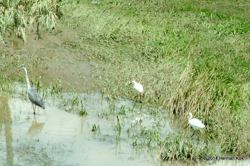 Grey Heron and Little Egret