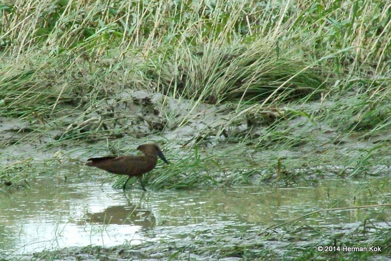 Hamerkop