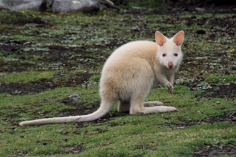 White Kangaroo