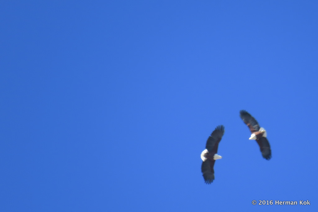 Pair of fish eagles in blue sky
