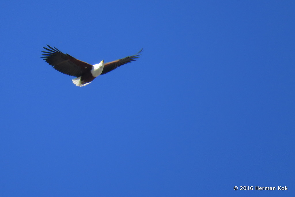 African Fish Eagle