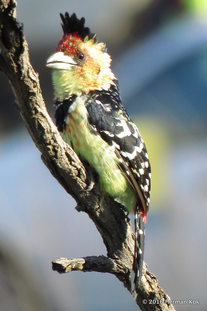 Crested Barbet