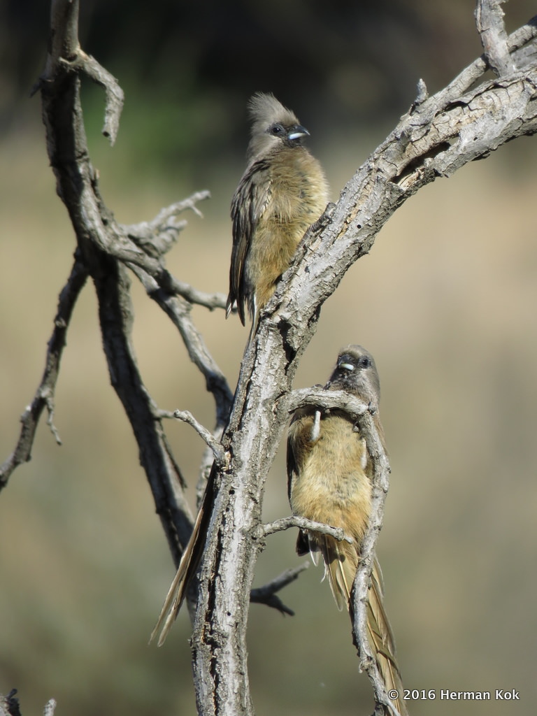 Two Mousebirds