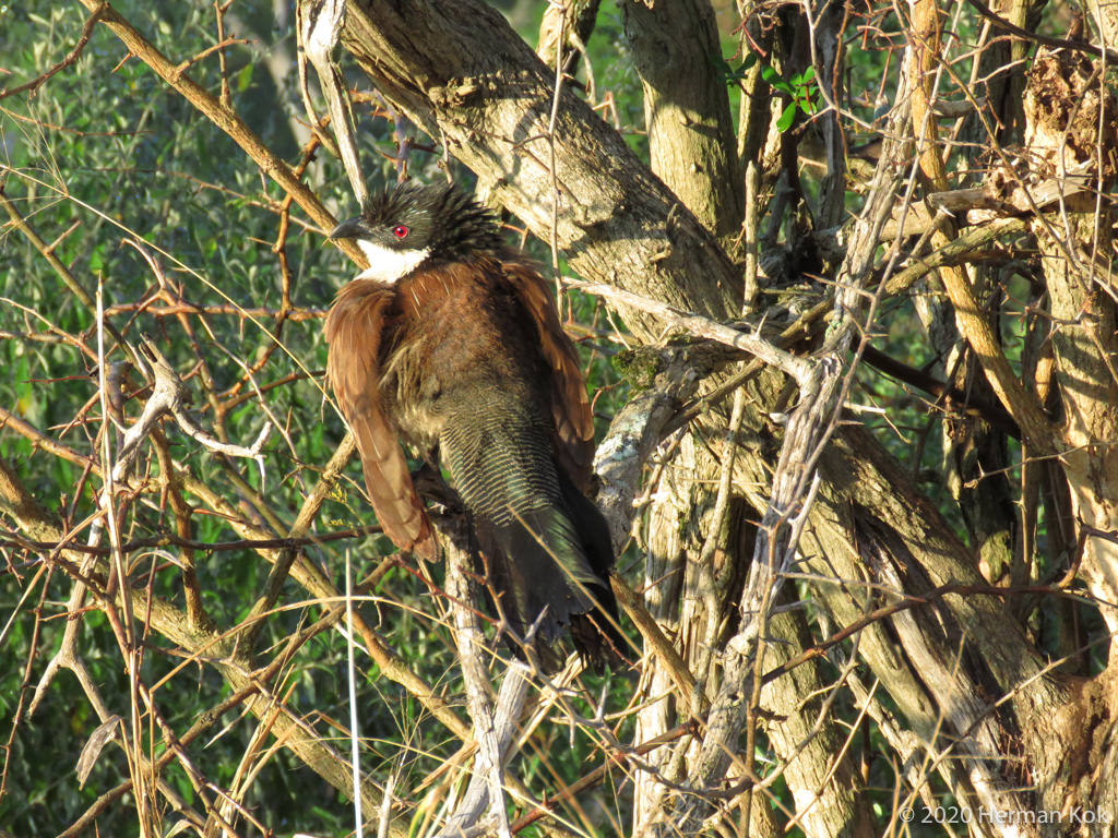 Burchell's Coucal