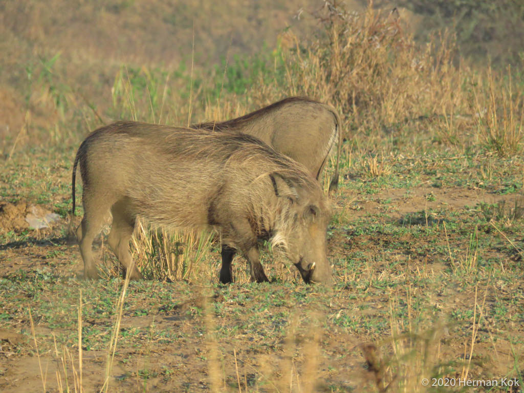 Warthogs foraging