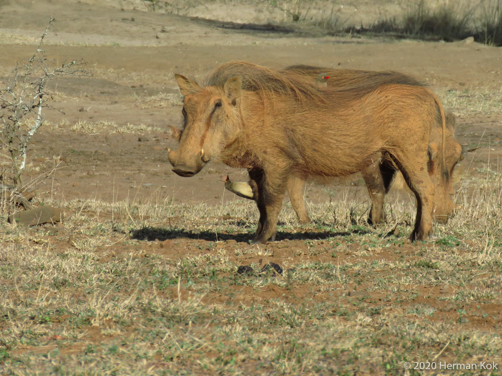 warthogs and red-billed oxpecker