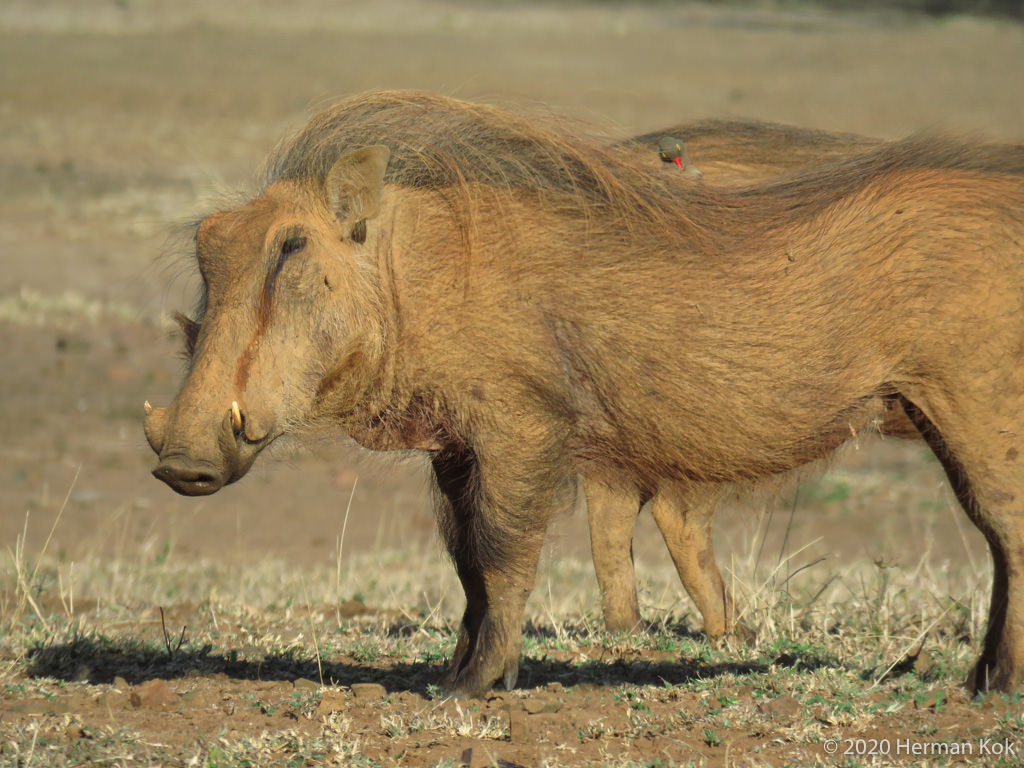 warthogs and red-billed oxpecker
