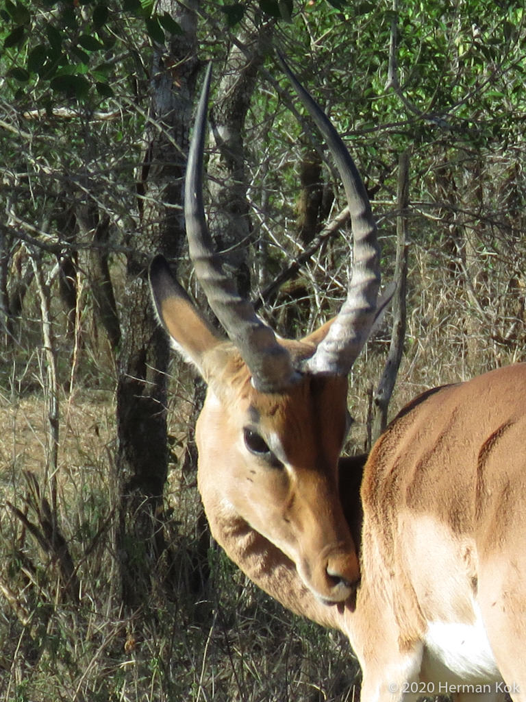 Impala ram