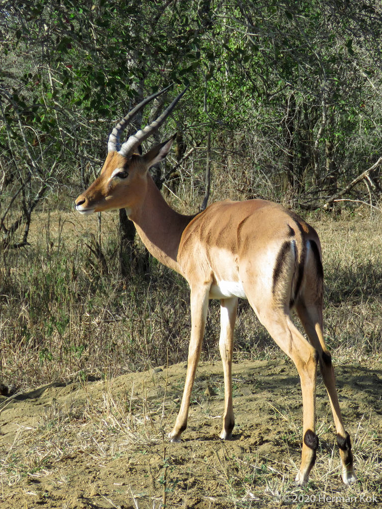 Impala ram