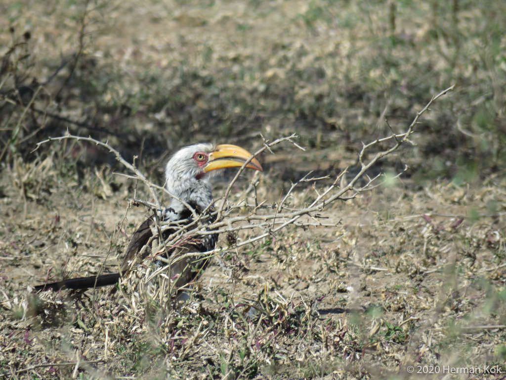 Southern Yellow-billed Hornbill