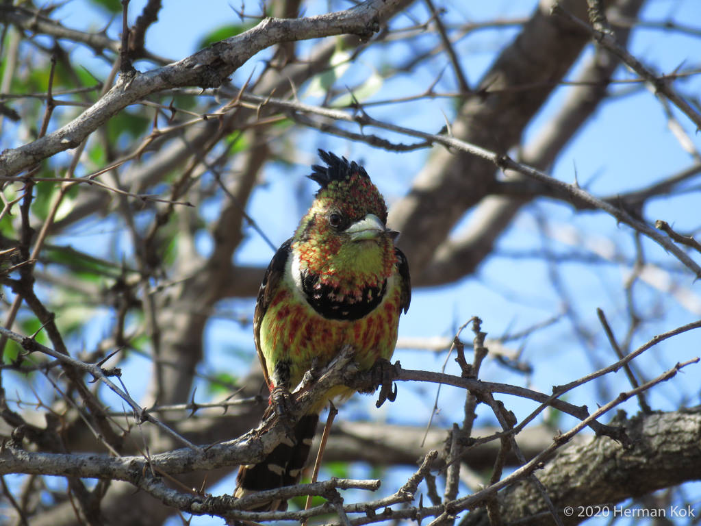 Crested Barbet