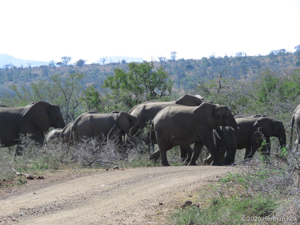 Herd of elephants crossing the road
