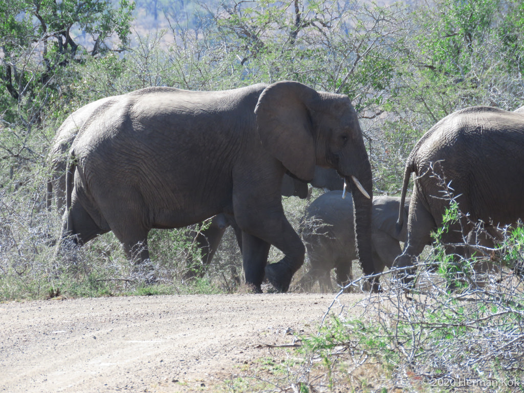 Herd of elephants crossing the road