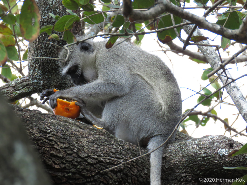 Vervet monkey eating a naartjie