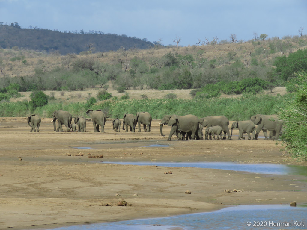 herd of elephants
