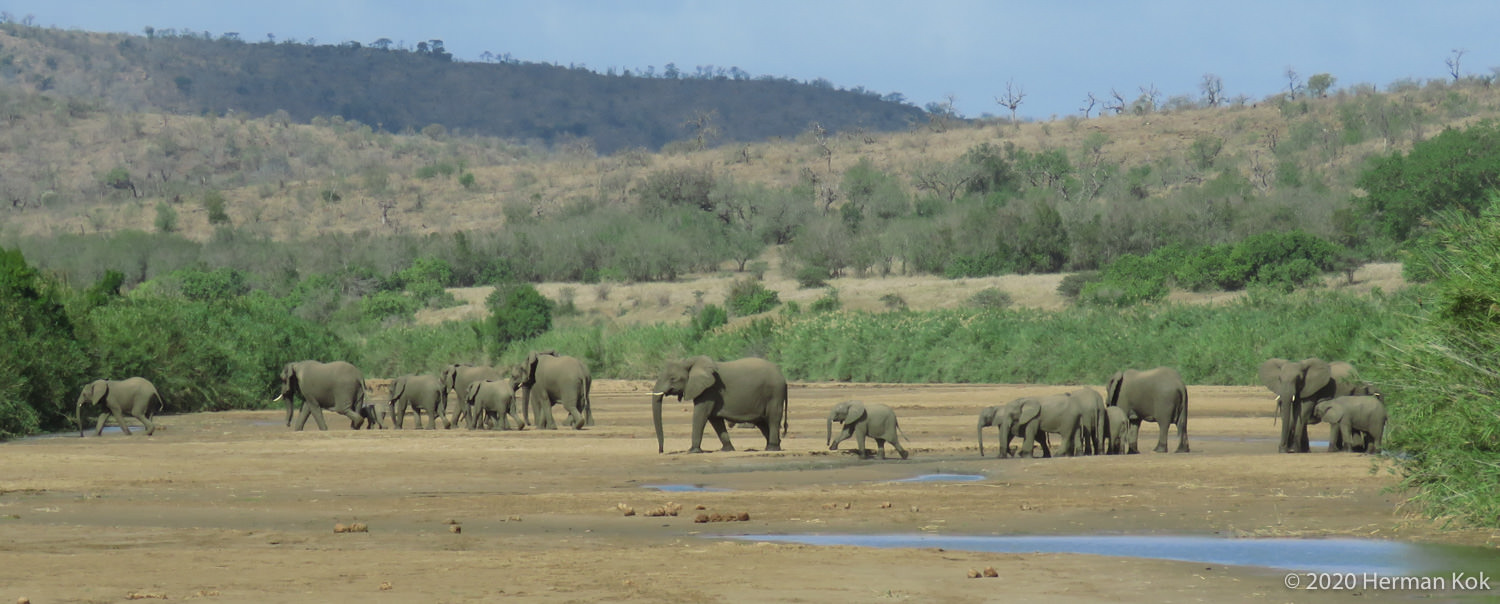 herd of elephants