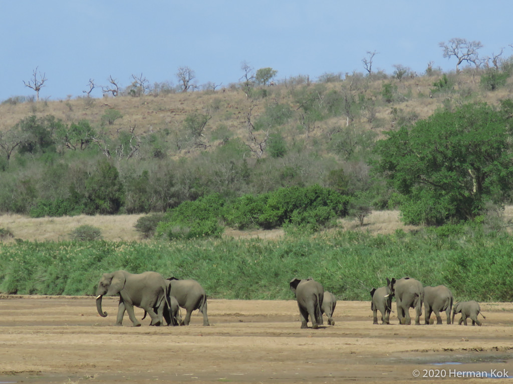 herd of elephants