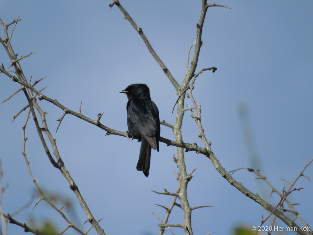 Southern Black Flycatcher