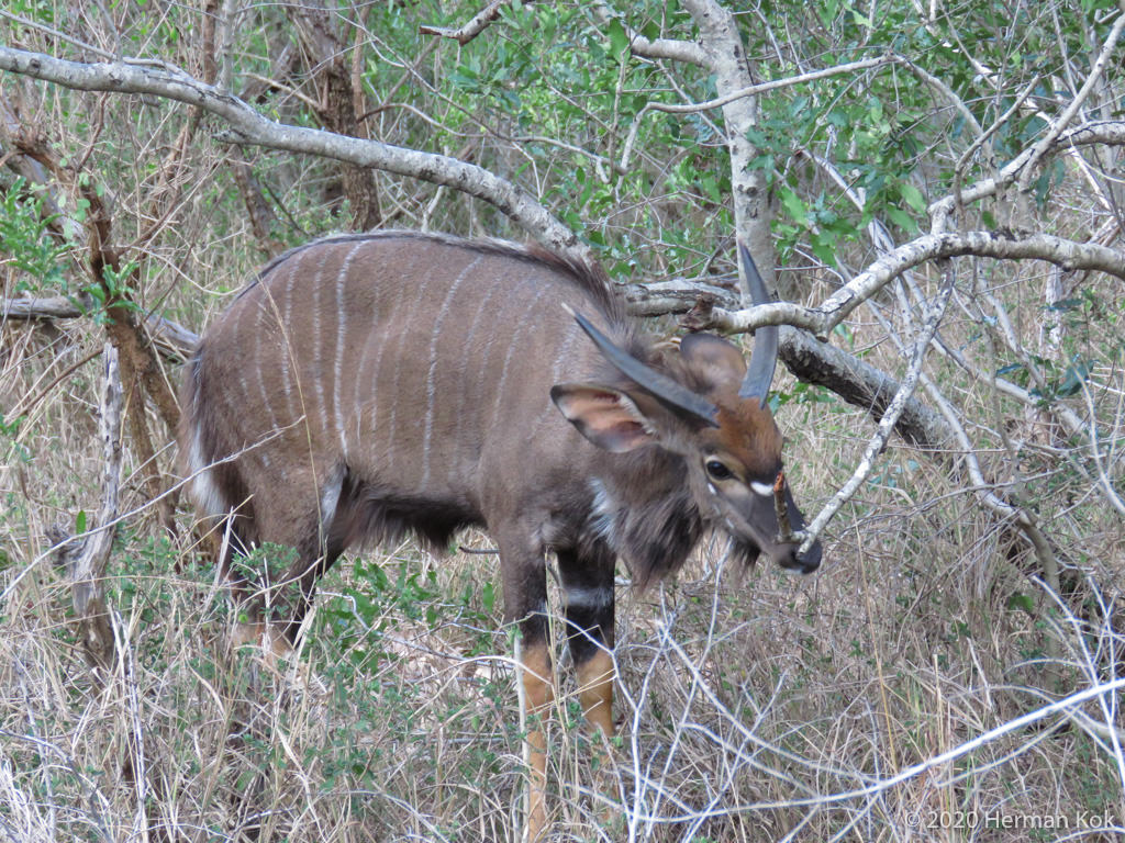 Nyala ram