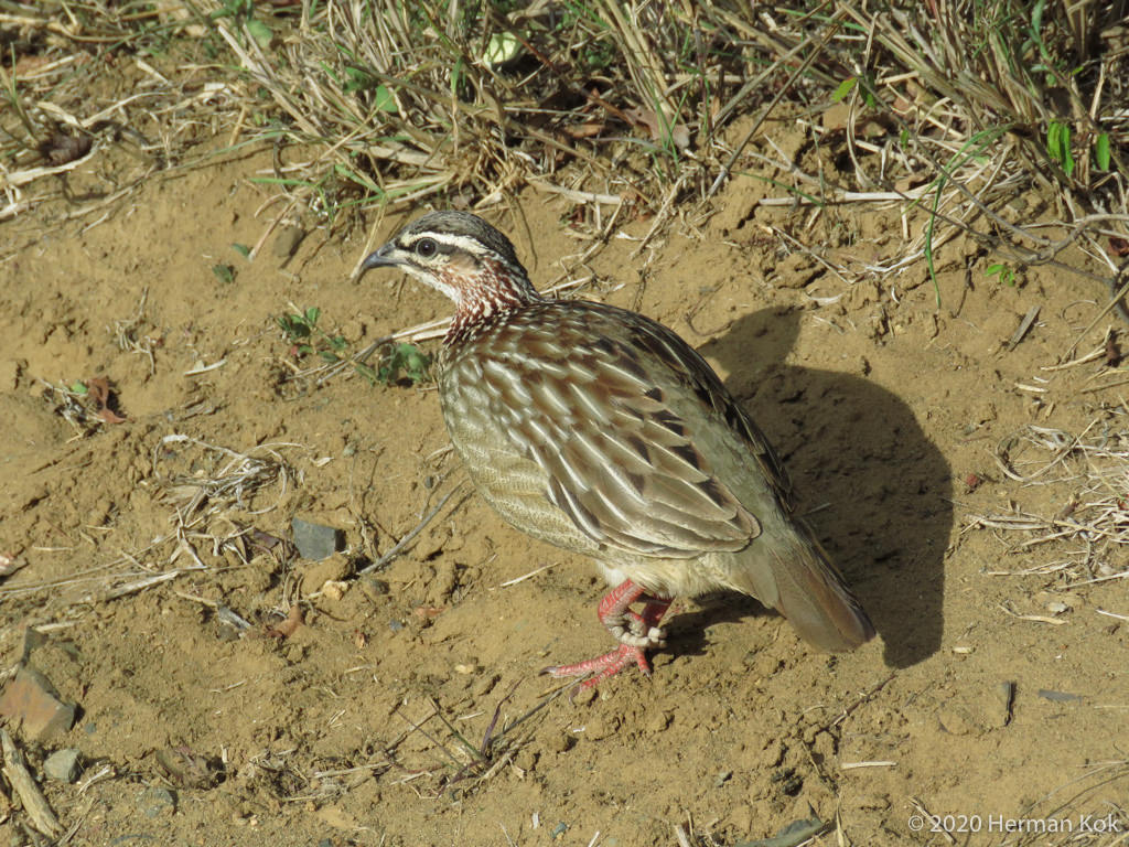 Crested Francolin