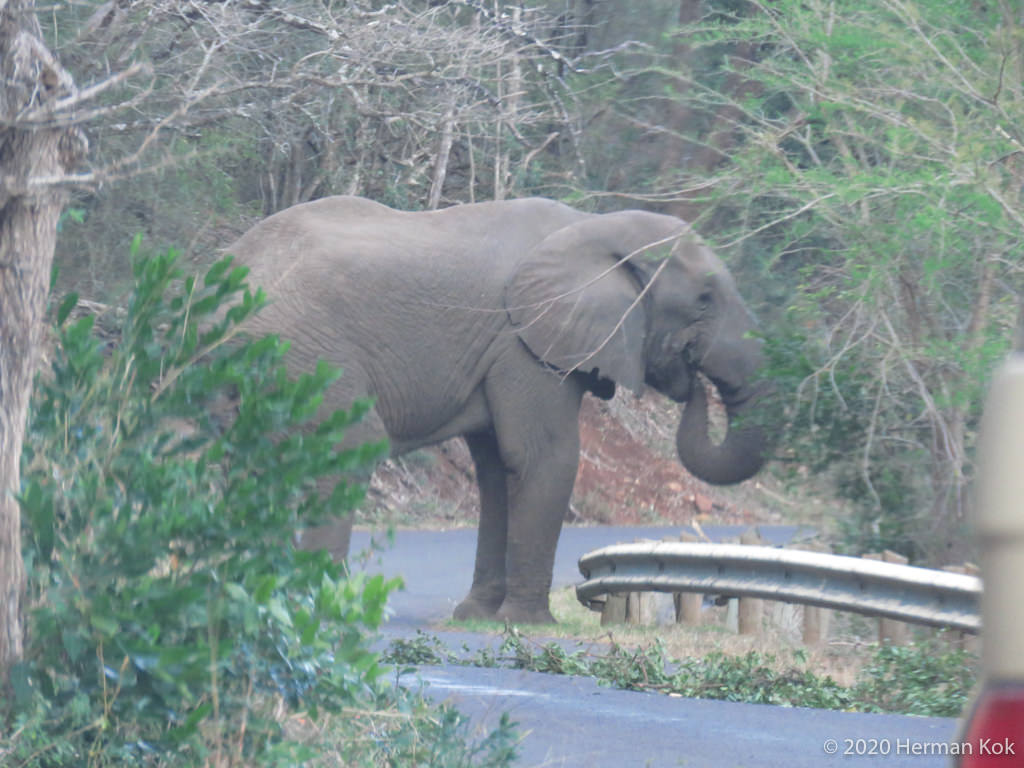 Elephant eating in the road