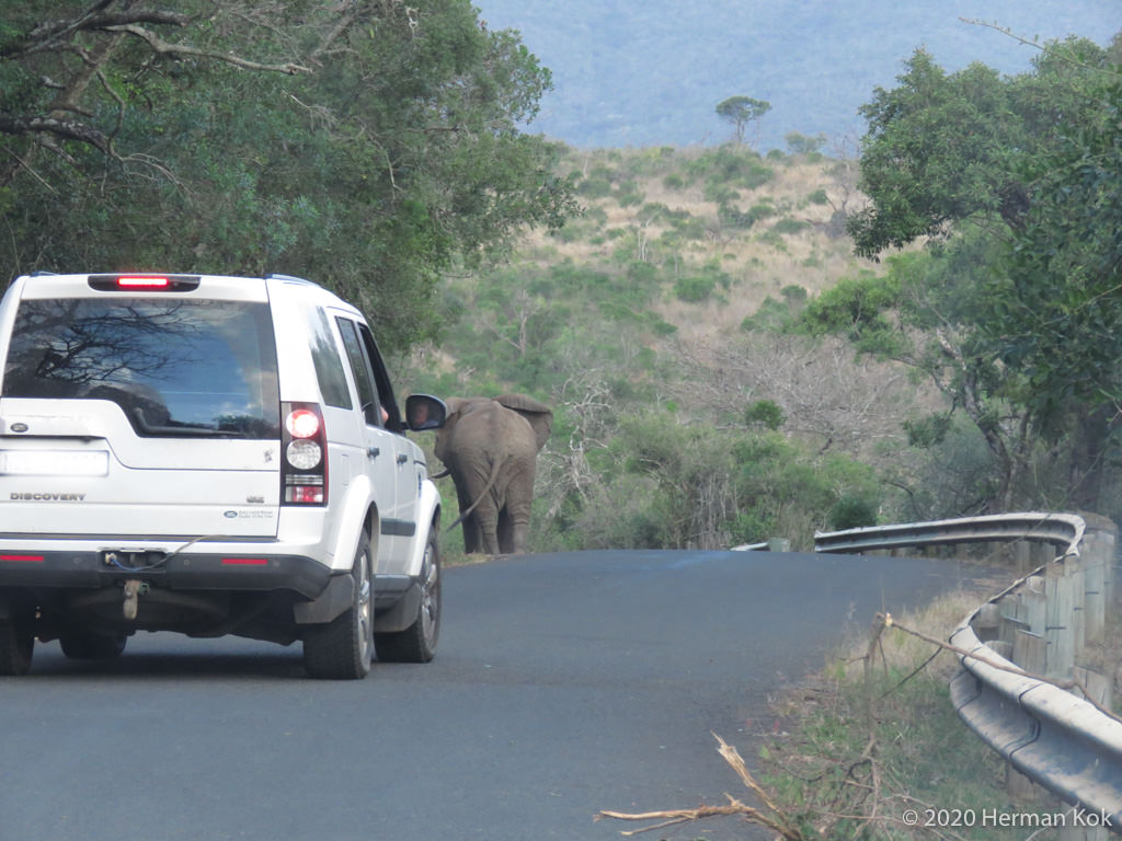 elephant walking in the road
