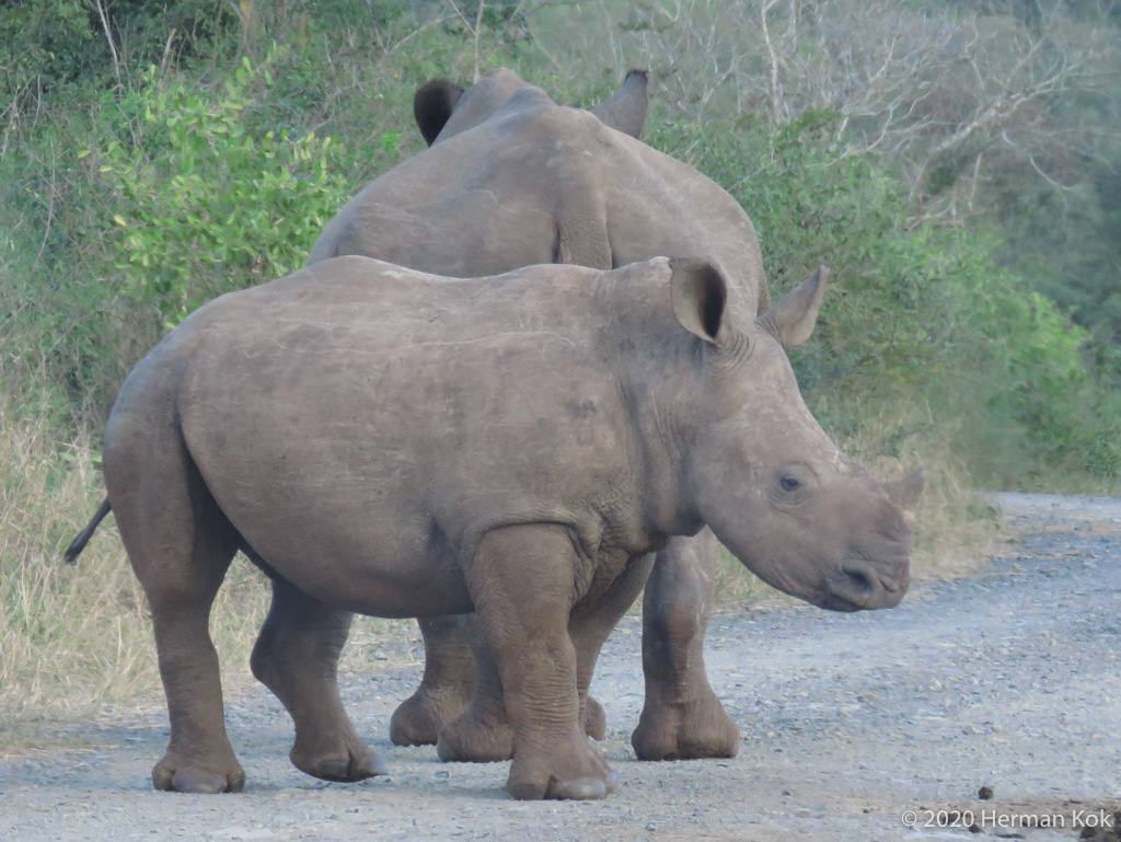 white rhino with calf