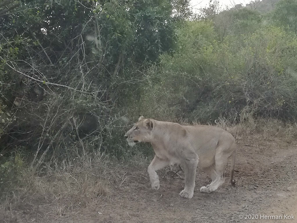 lioness stalking prey