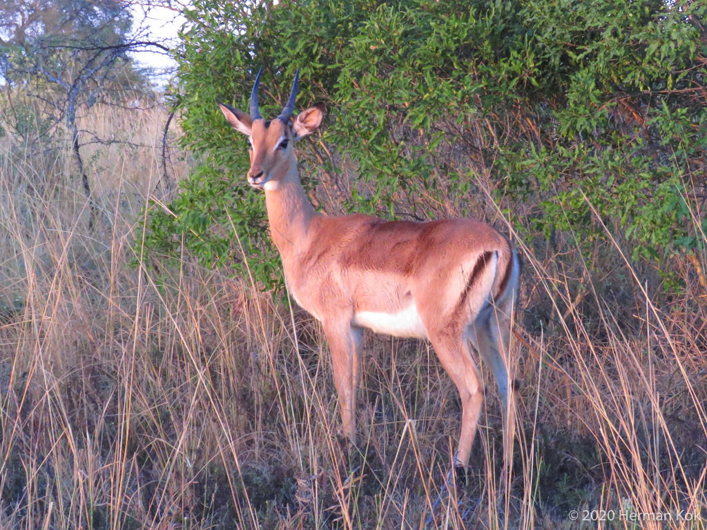 Young Impala ram