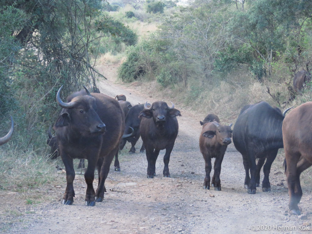 Herd of Cape Buffalo