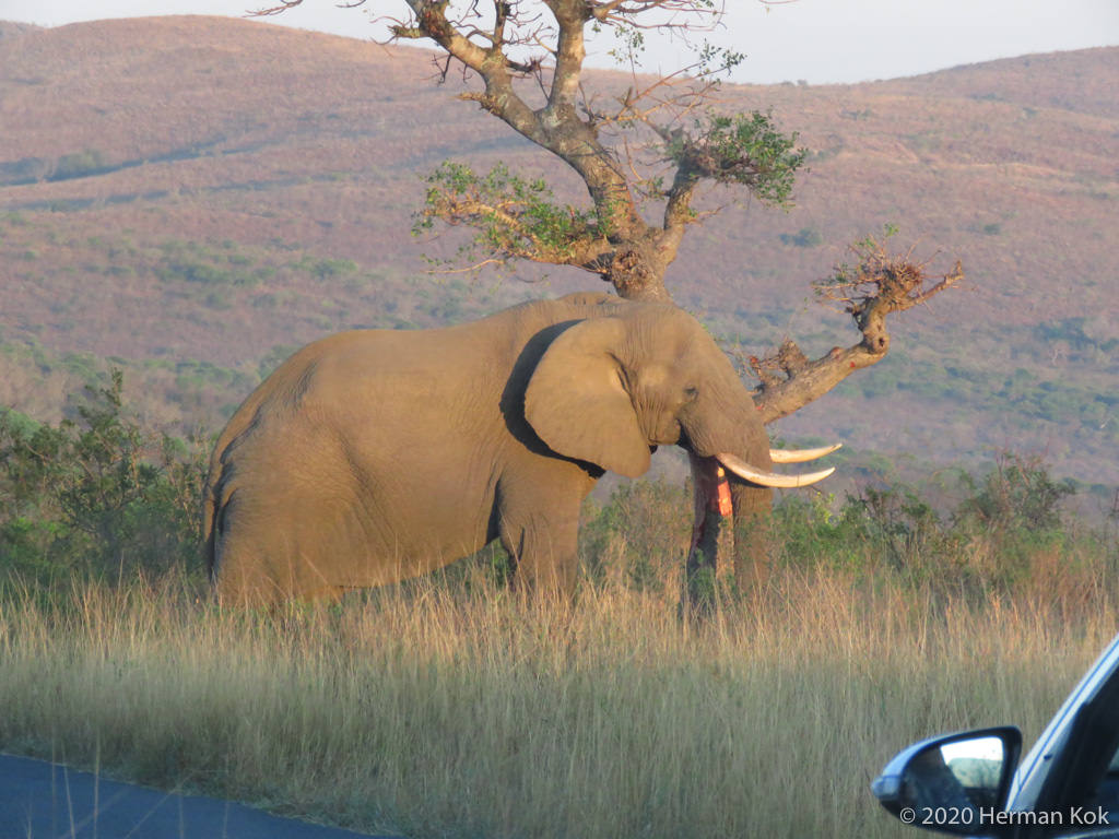 Elephant scratching against a tree